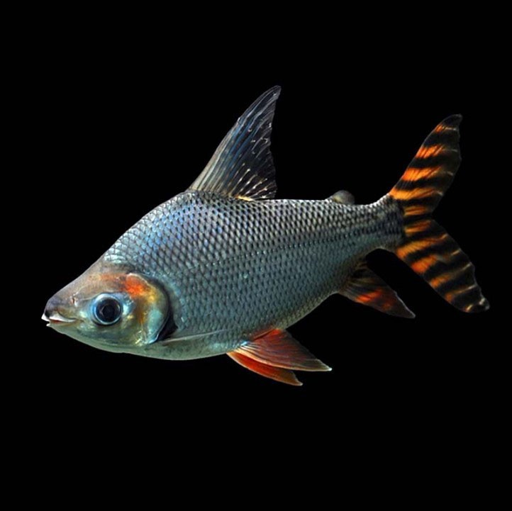 Tungurahua Straight striped Phoenix fish