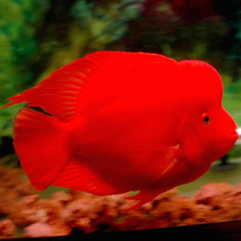 Tungurahua Caishen parrot fish - red Caishen fish