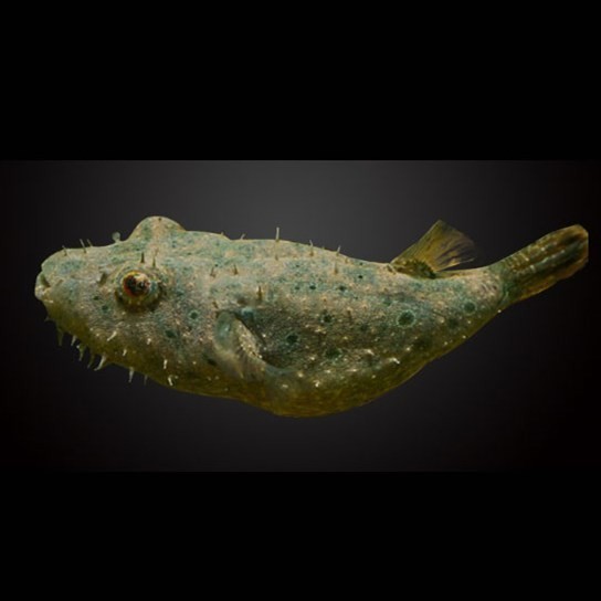 Tungurahua Hairy dog head fish