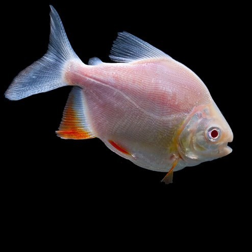 Tungurahua Baizi silver plate fish