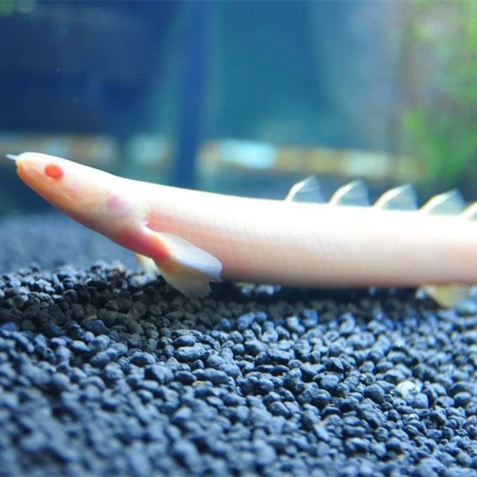 Tungurahua Albino nine horned Arowana