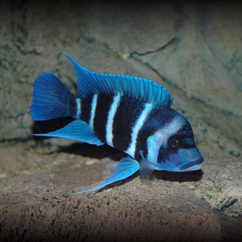 Tungurahua Ibaka fish