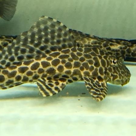 Tungurahua Leopard fish