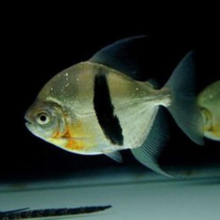 Tungurahua Thick line silver plate fish