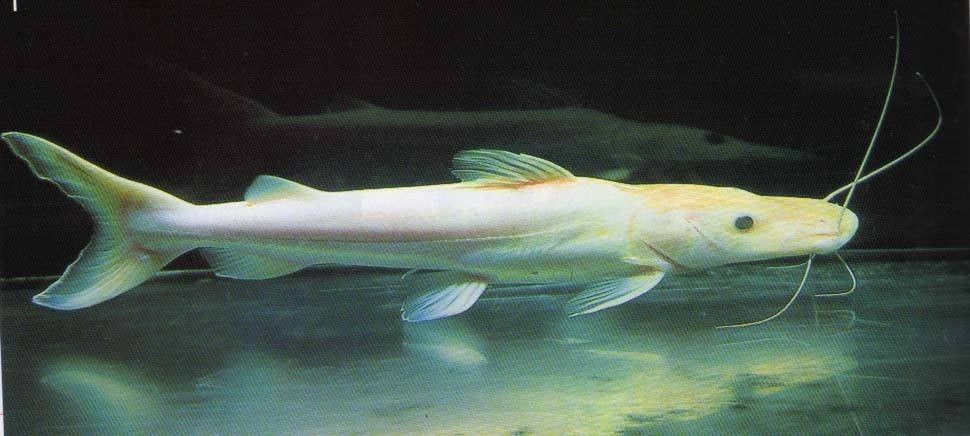 Tungurahua Albino duck billed fish