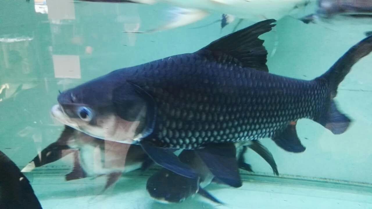 Tungurahua Siamese giant carp