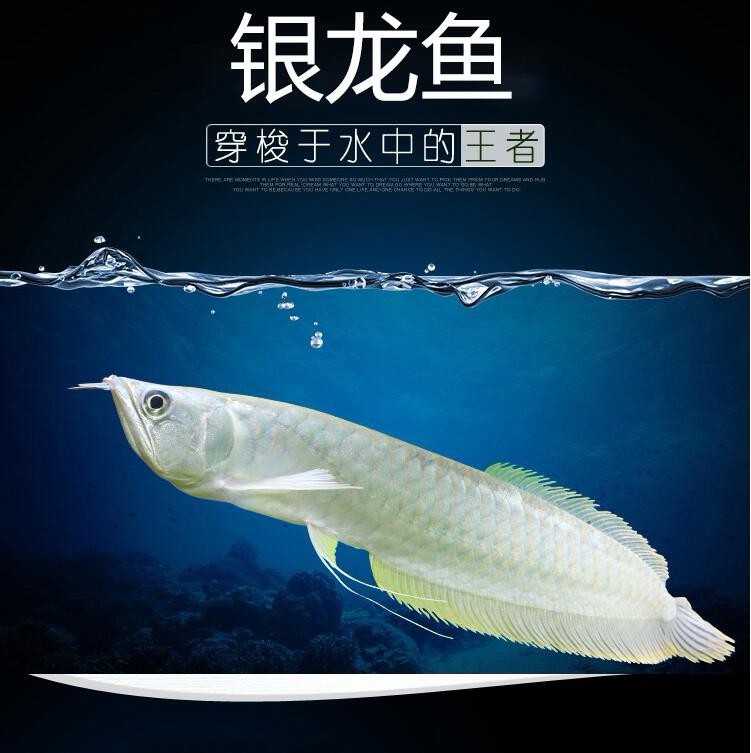 Tungurahua Silver Arowana