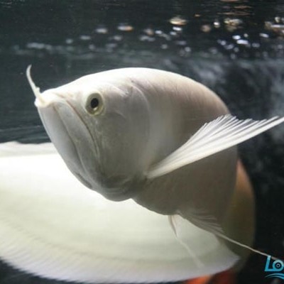 Tungurahua Snow dragon fish