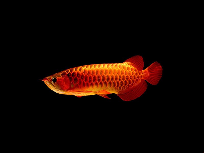 Tungurahua Red arowana with blue background