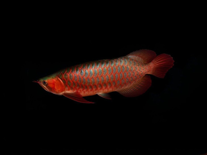 Tungurahua Red arowana with green bottom