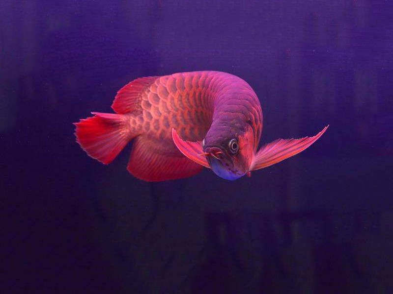 Tungurahua Chili red arowana 2