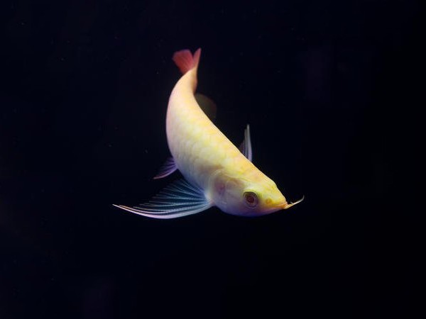 Tungurahua Albino red Arowana