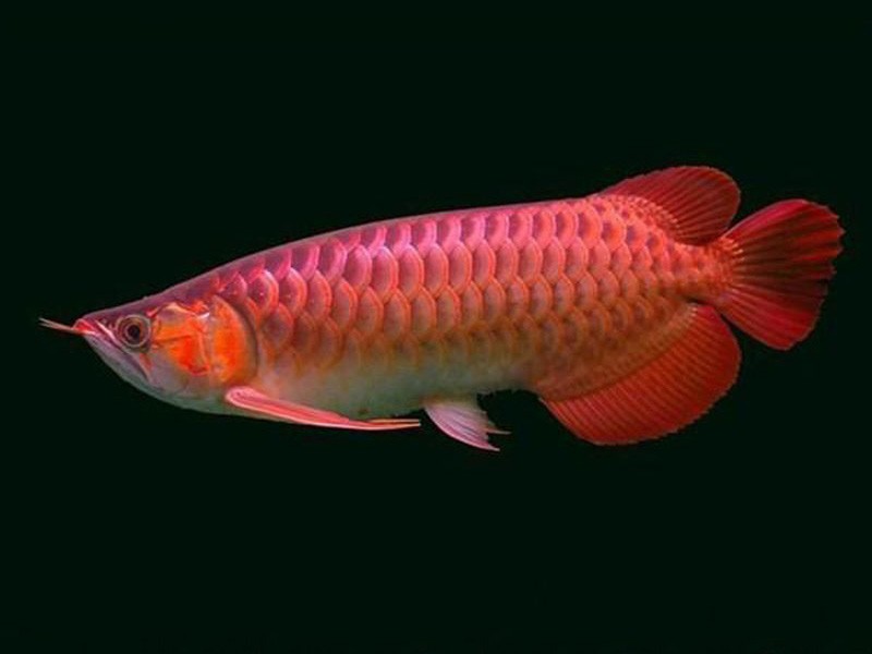 Tungurahua Chili red Arowana