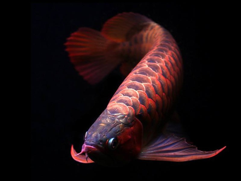 Tungurahua Orange red Arowana