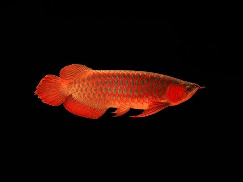 Tungurahua Red bottom red Arowana