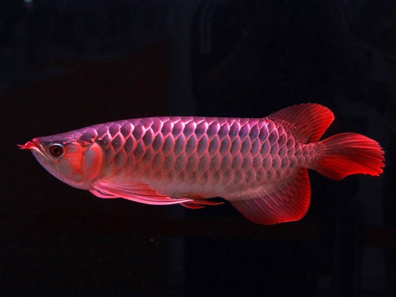 Tungurahua Great Lake red Arowana